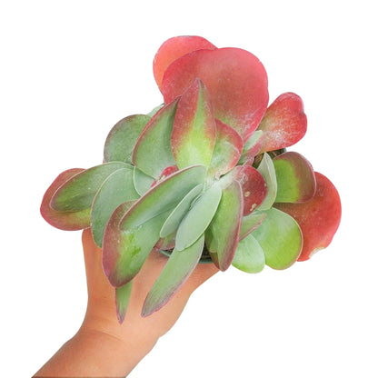 Kalanchoe Flapjacks 4"