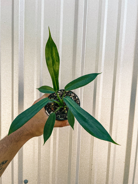 4" Philodendron 'Joepii'