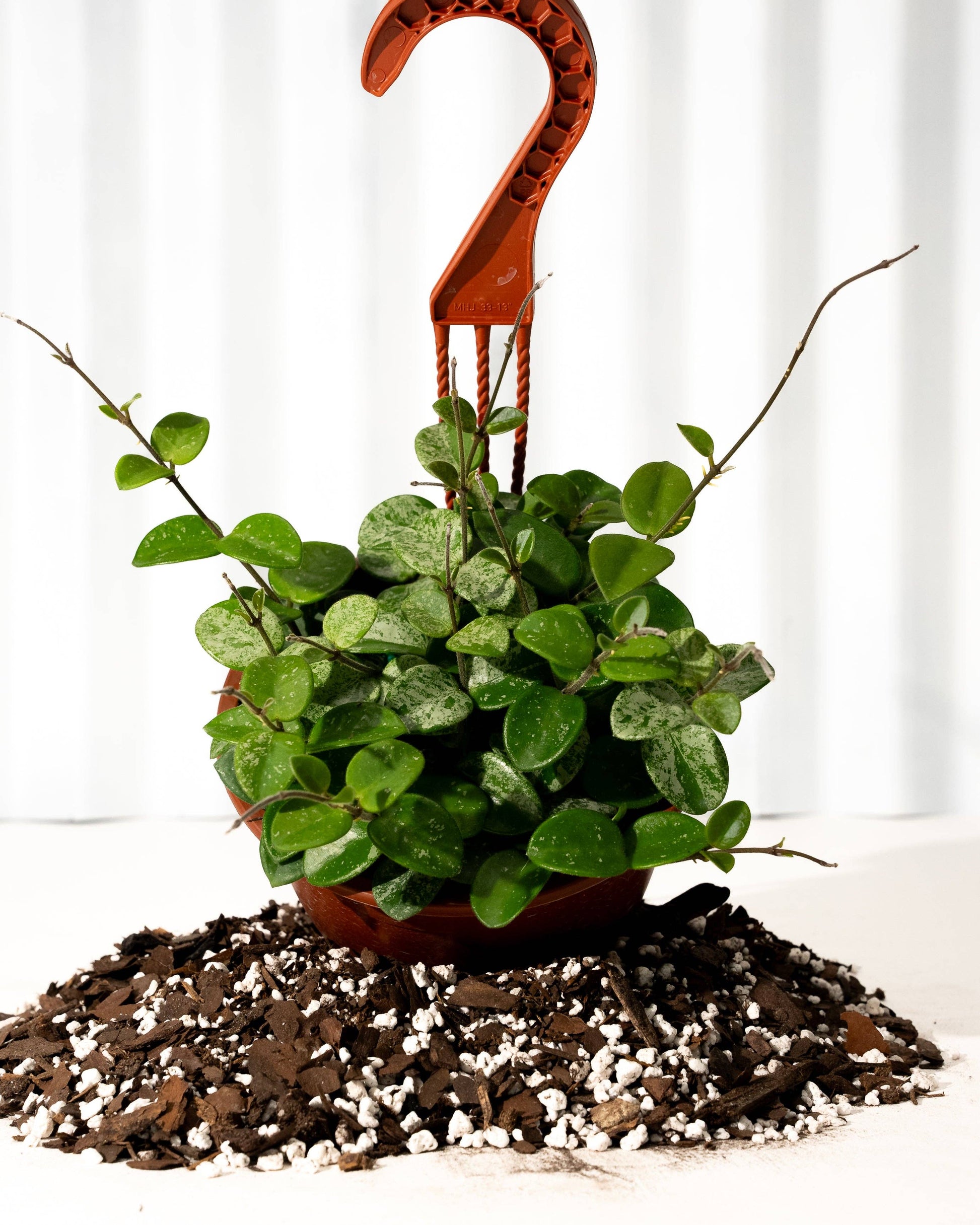 hoya plant hanging basket 6" Hoya 'Mathilde' (Hanging Basket) – Botanica
