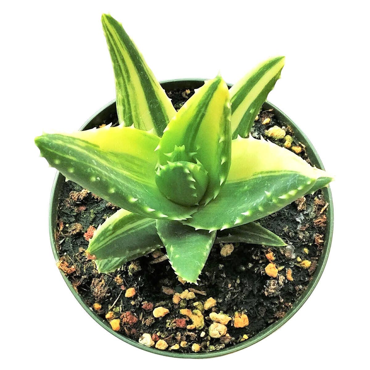 4 aloe vera plant Variegated Aloe Sp 4" – Botanica
