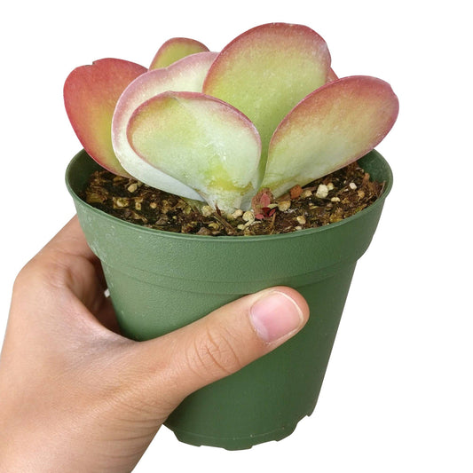 Kalanchoe Flapjacks 4"