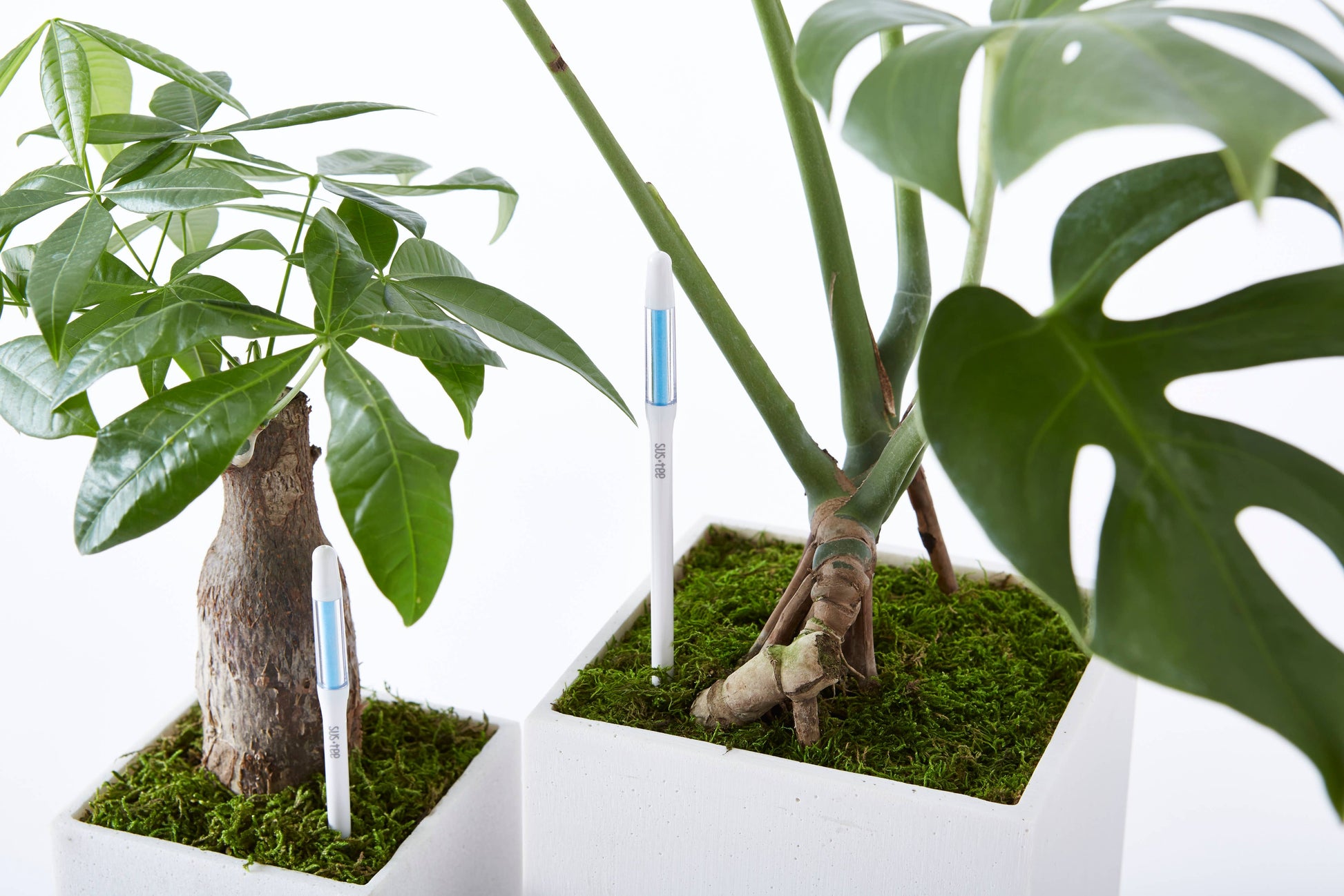 monstera adansonii moisture meter Sustee Soil Moisture Meter