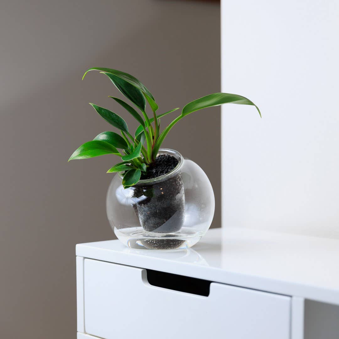 Medium Tilt Self-watering Planter: Clear