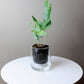 Large Self-watering Planter: Clear