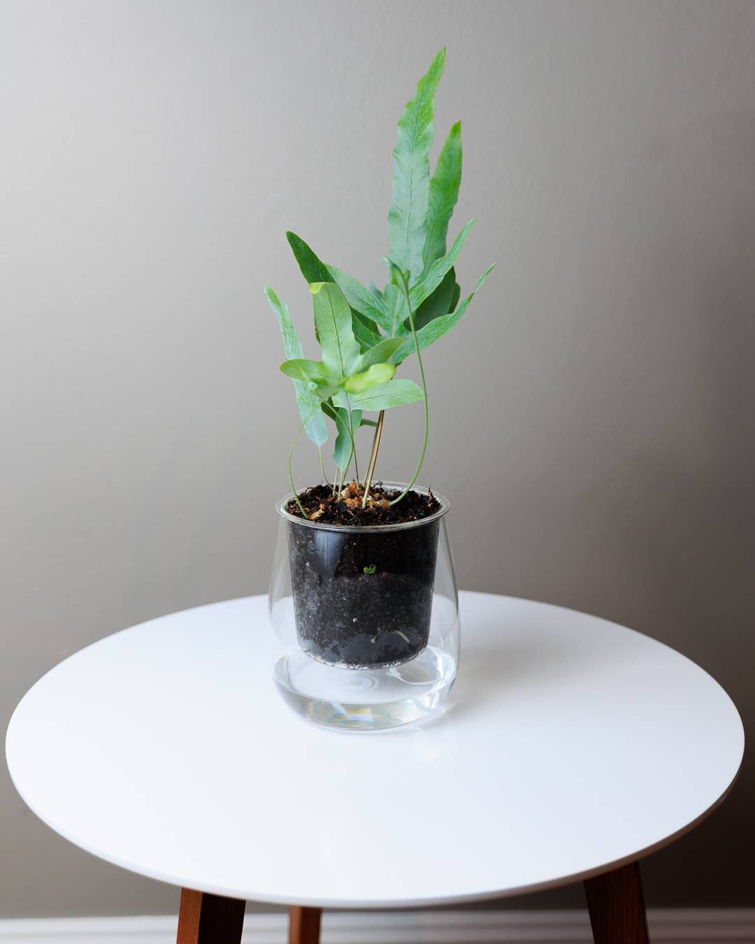 Large Self-watering Planter: Clear