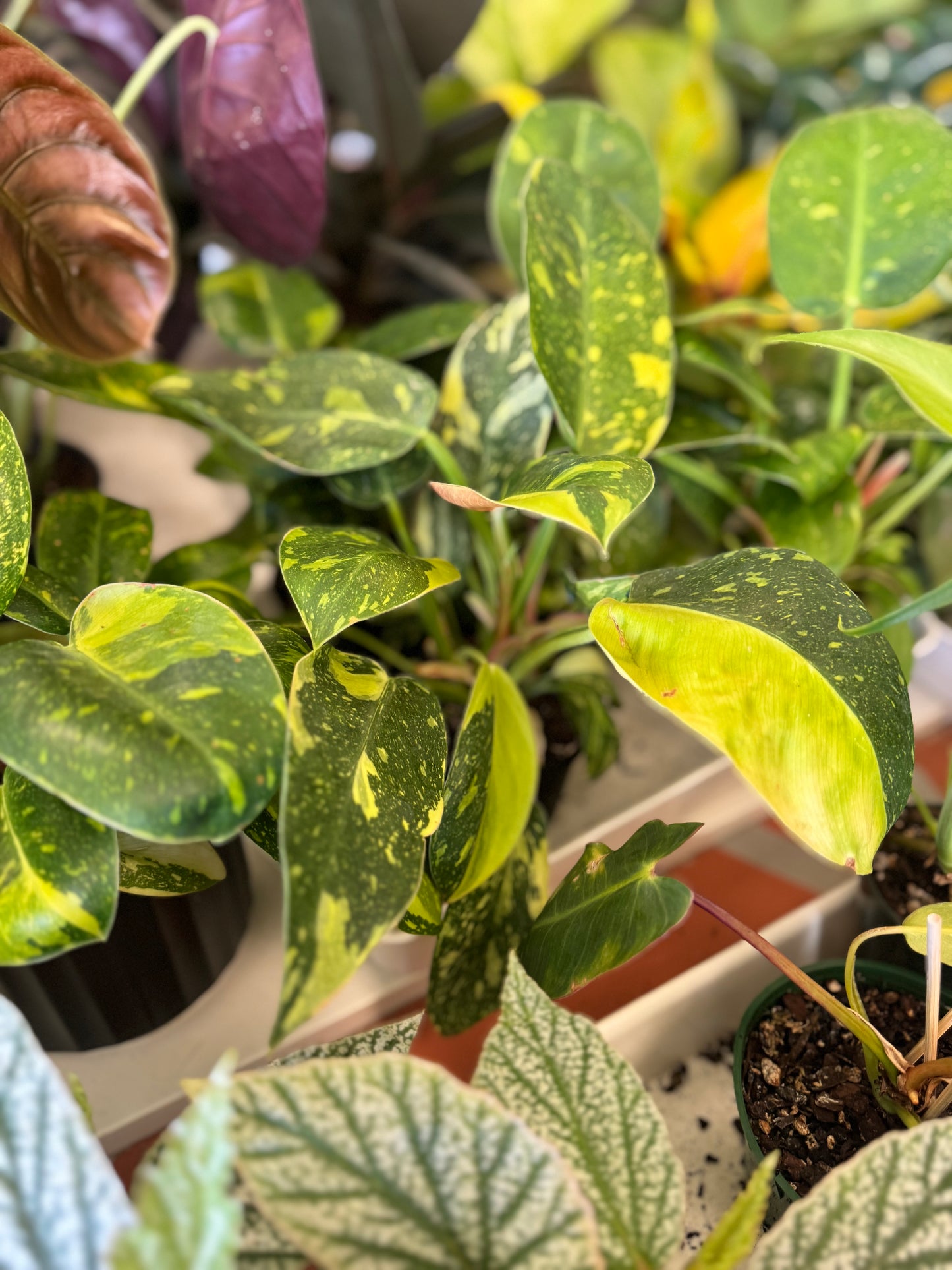 4" Var. P. Green Congo 'Copper Flame'