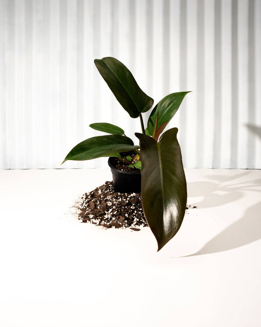 4" Philodendron 'Florida Bronze'