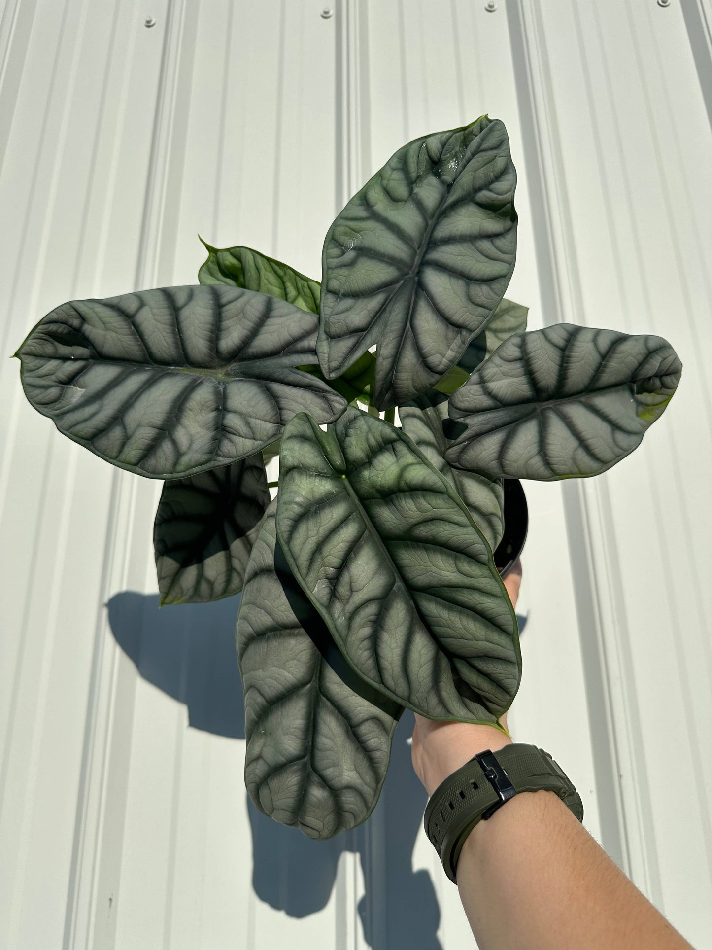 Alocasia 'Silver Dragon'