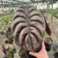 6" Alocasia Cuprea - Alocasia Red Secret