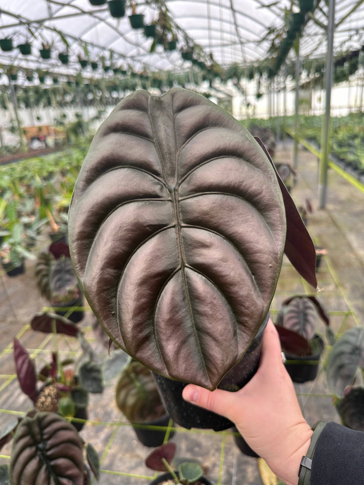 6" Alocasia Cuprea - Alocasia Red Secret