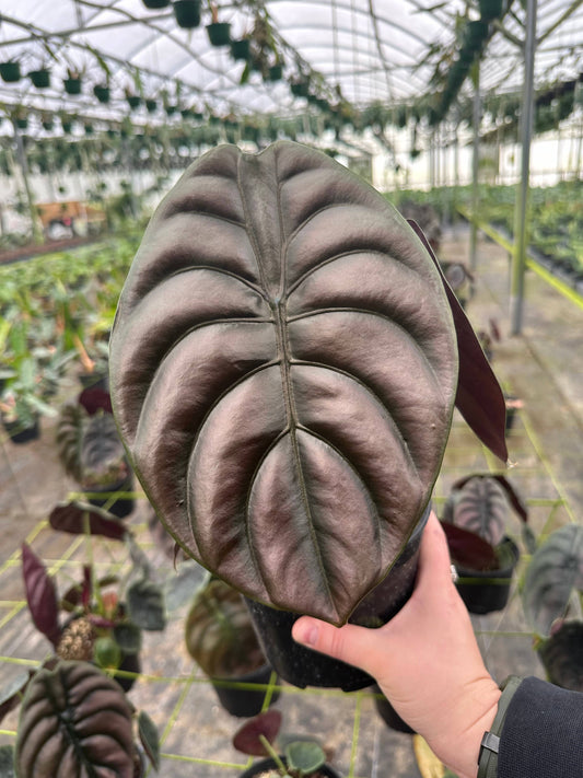 6" Alocasia Cuprea - Alocasia Red Secret