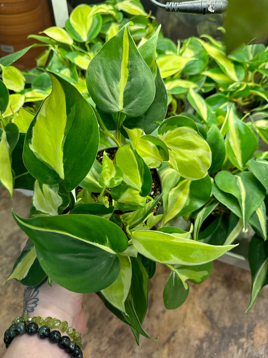 Philodendron Silver Stripe 4"