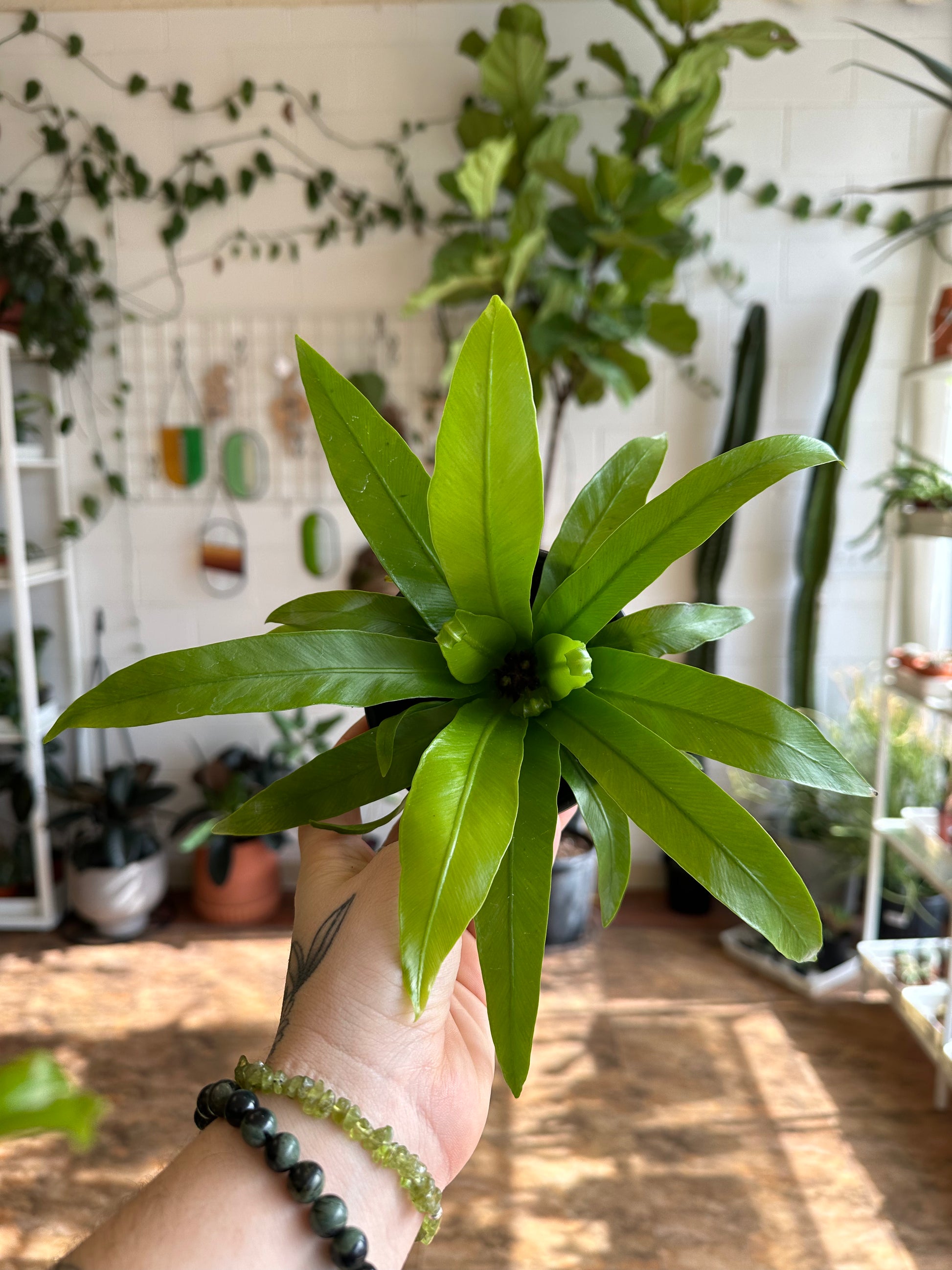birds nest fern near me Birds Nest Fern 4" & 6" – Botanica