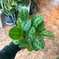 Green Maranta 4"