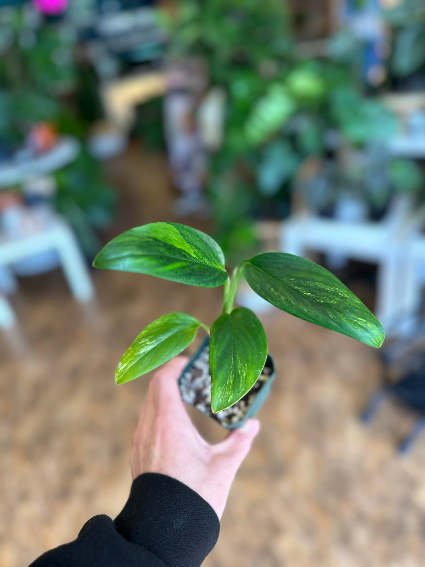 Monstera Standleyana Albo