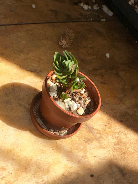 1" buddha's temple