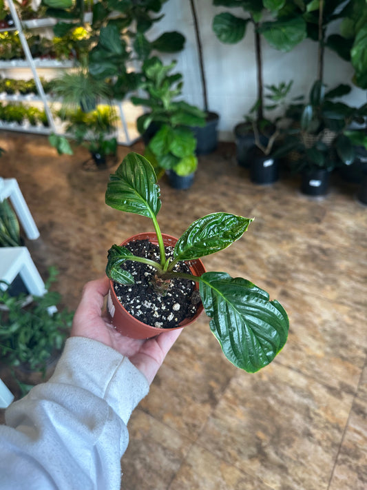 Bat plant