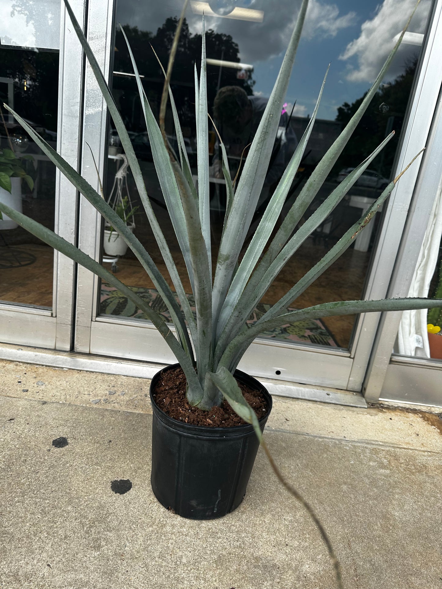 Blue Agave (Tequila)
