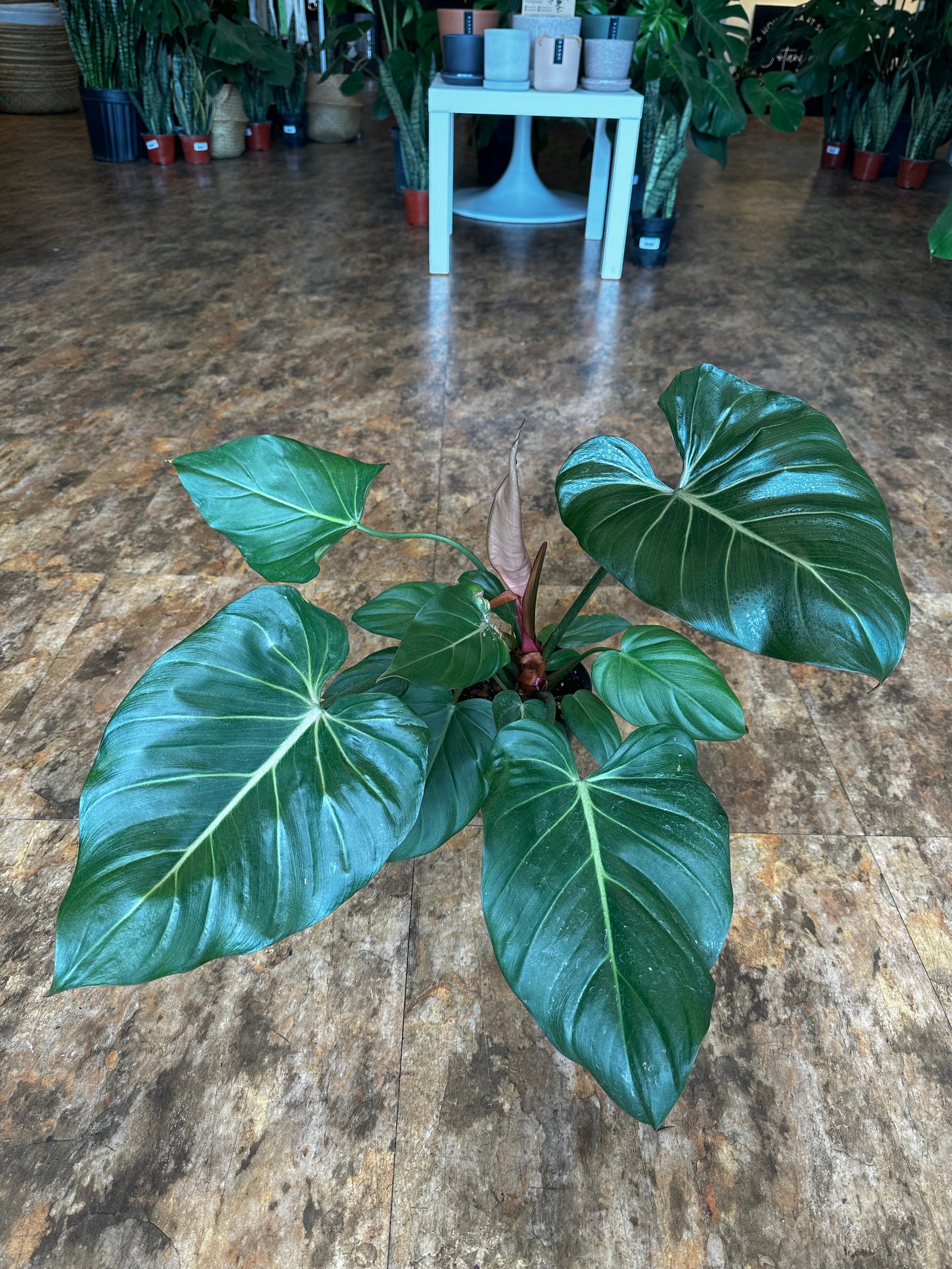 summer philodendron Philodendron Summer Glory 8"