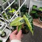 Variegated Alocasia Polly 3"