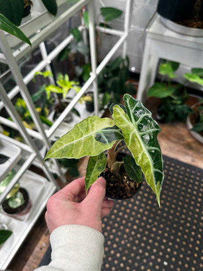 Variegated Alocasia Polly 3"