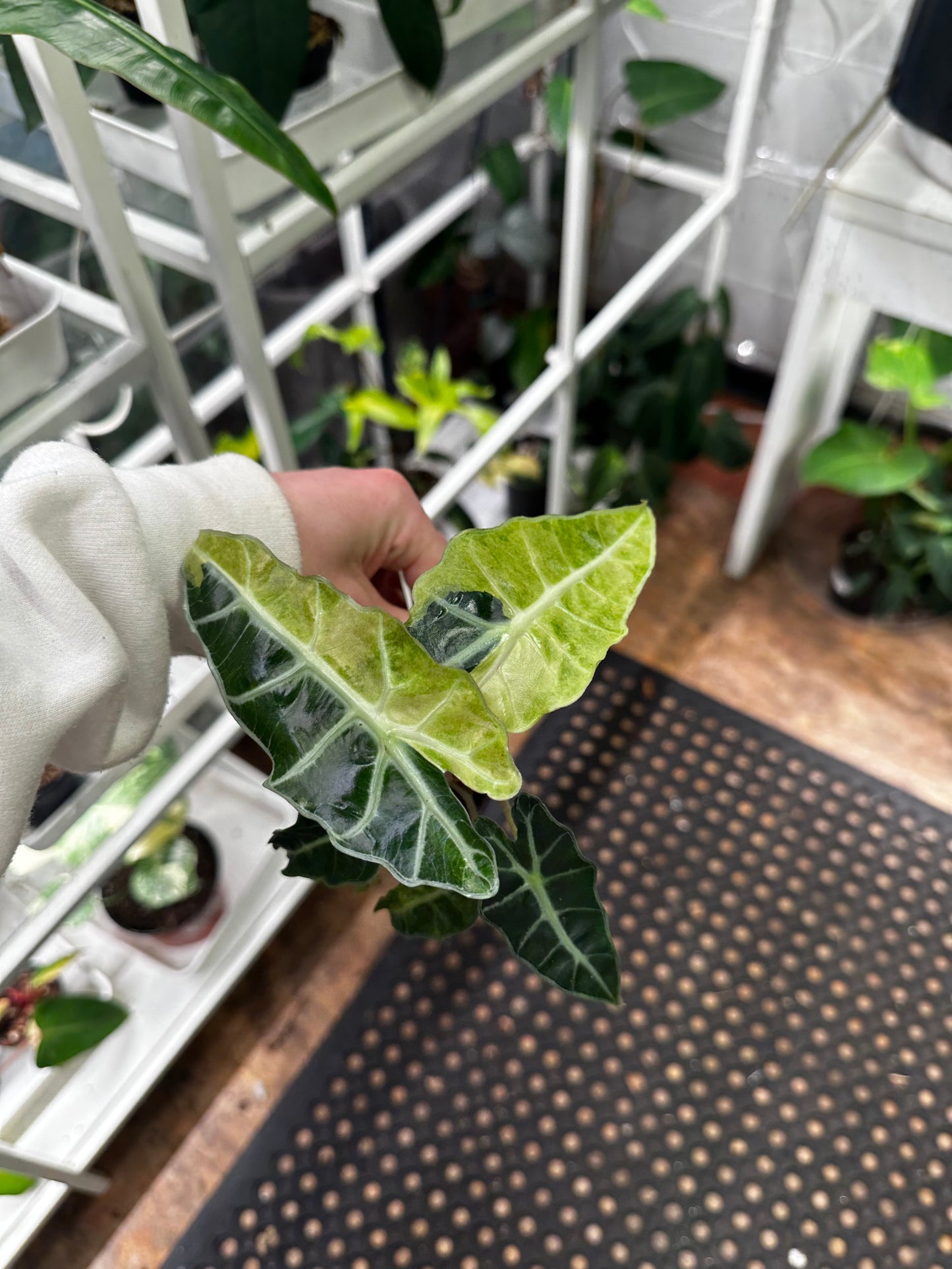 Variegated Alocasia Polly 3"