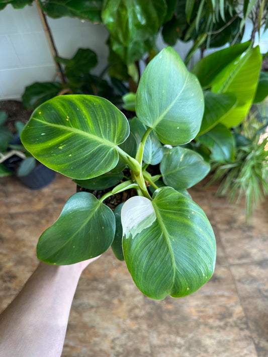 6" Philodendron White Knight