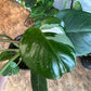 6" Philodendron White Princess