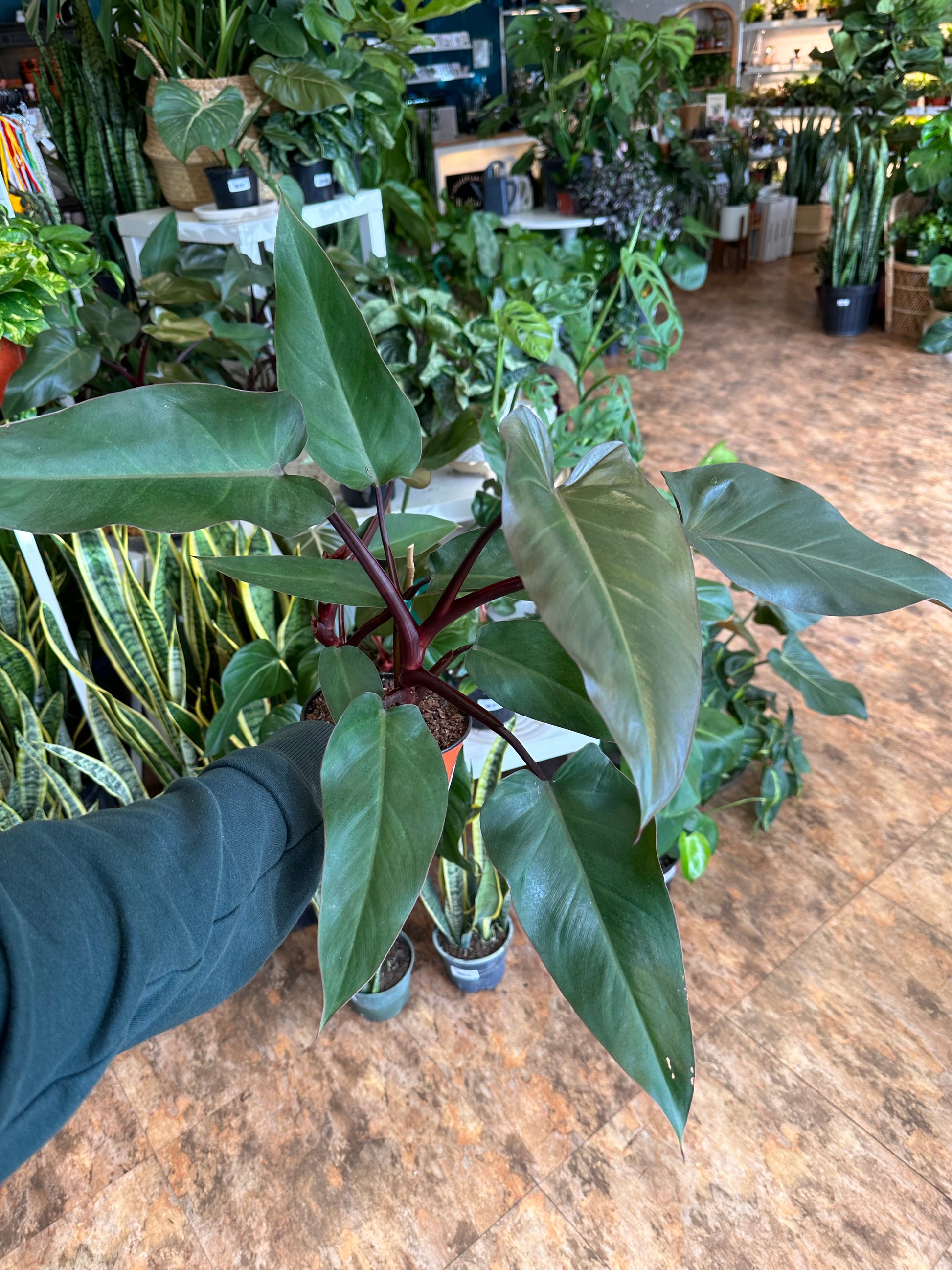 philodendron majesty plant Philodendron Majesty 6"