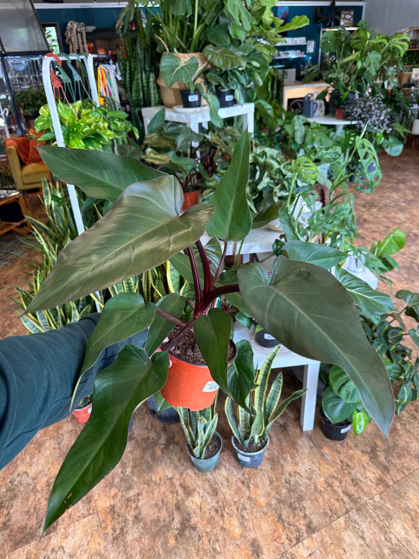 Philodendron Majesty 6"