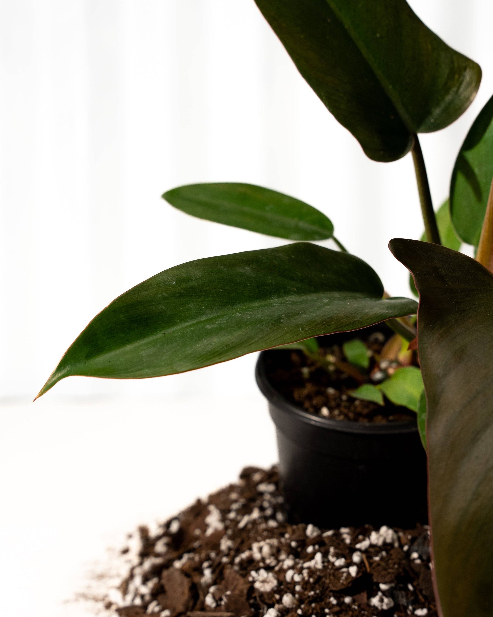 florida bronze philodendron 4" Philodendron 'Florida Bronze' – Botanica