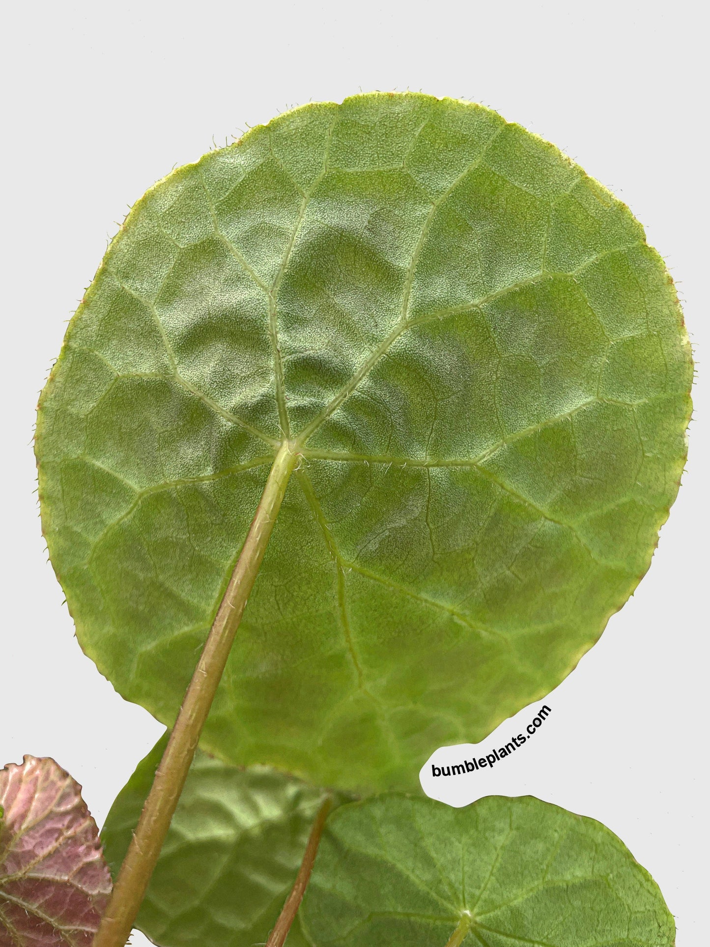 Begonia Natunaensis