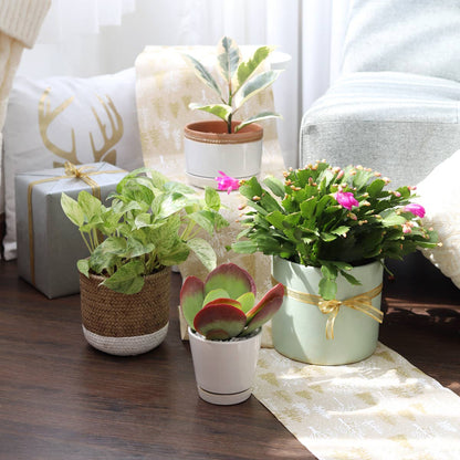 Kalanchoe Flapjacks 4"