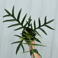 PHILODENDRON Tortum 6"