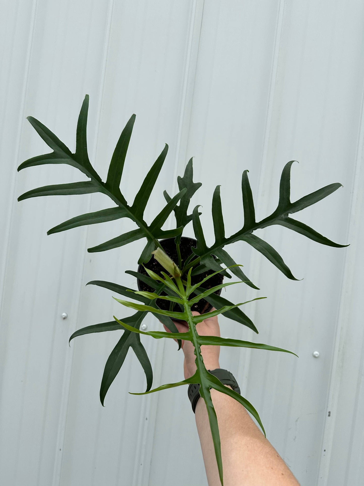 PHILODENDRON Tortum 6"