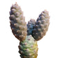 Pine Cone Cactus Tephrocactus