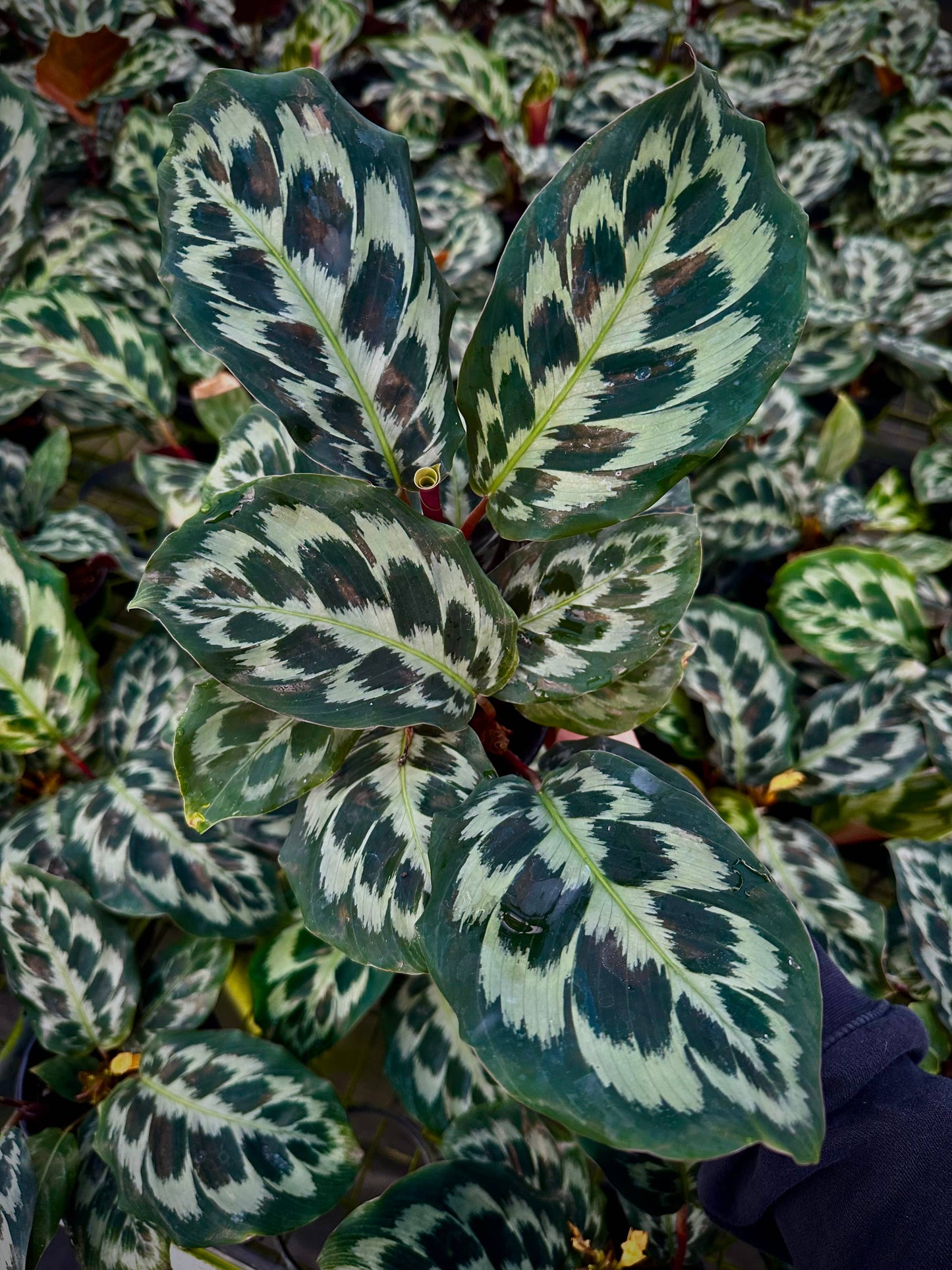4" Calathea Helen Kennedy