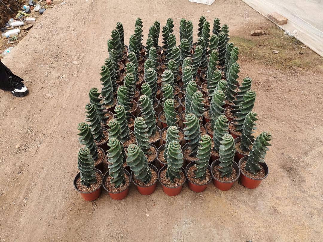 Cereus forbesii 'Spiralis'