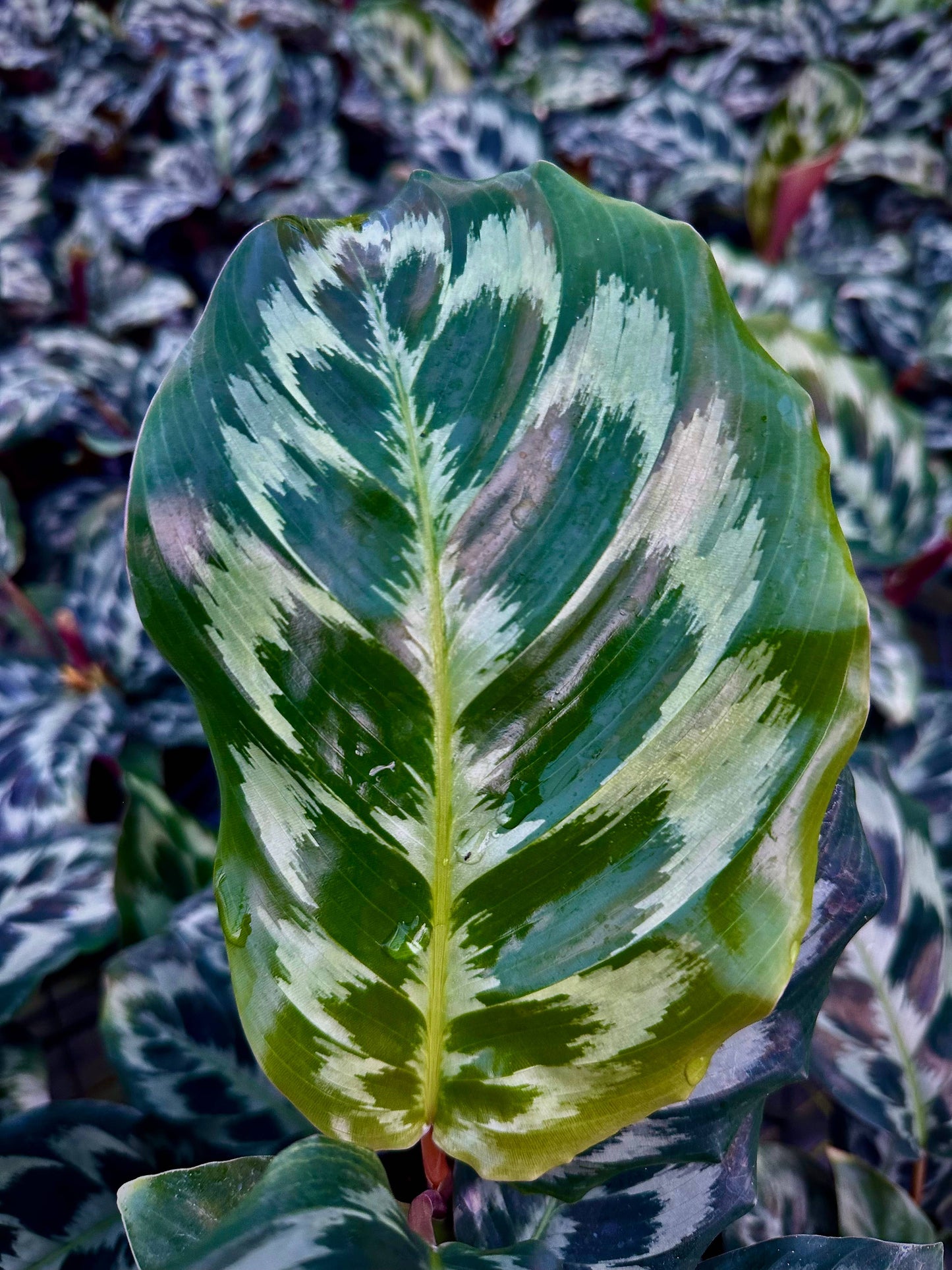 4" Calathea Helen Kennedy