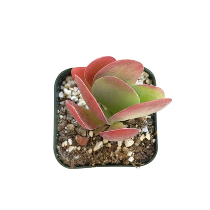 Kalanchoe Flapjacks 4"
