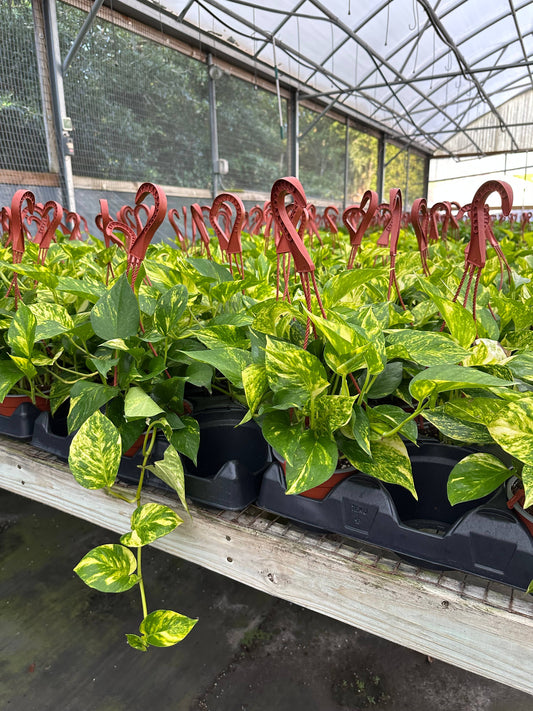 6" Epipremnum Aureum 'Hawaiian'