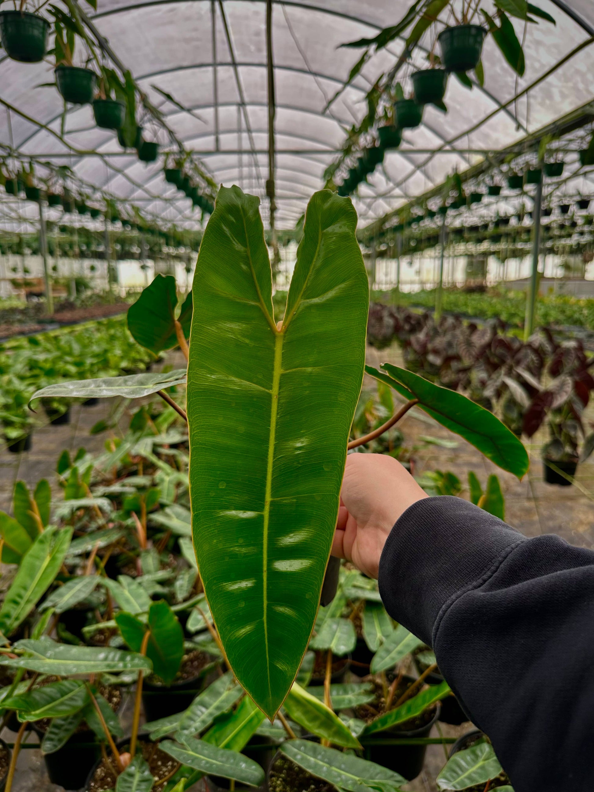 philodendron billietiae palcea variete Philodendron Billietiae – Botanica