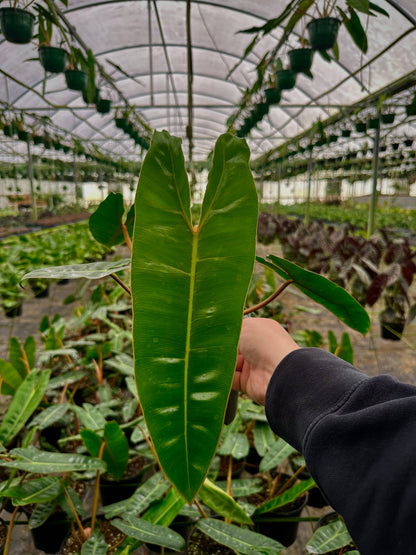 Philodendron Billietiae