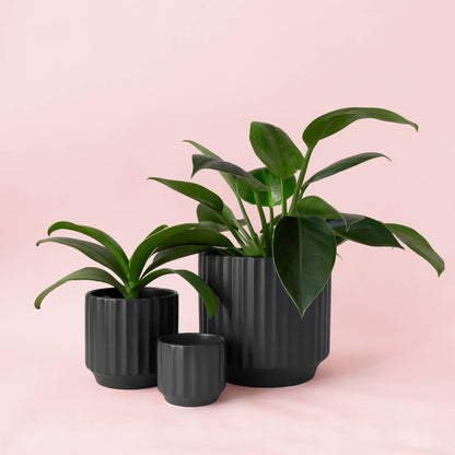 Monroe Pot
