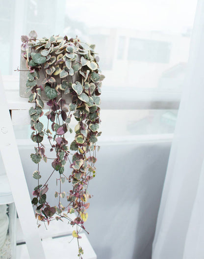 Variegated String of Hearts 4"