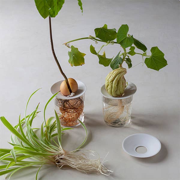 plate for potted plants Porcelain Germination & Propagation Plate – Botanica