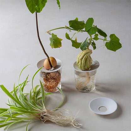 Porcelain Germination & Propagation Plate
