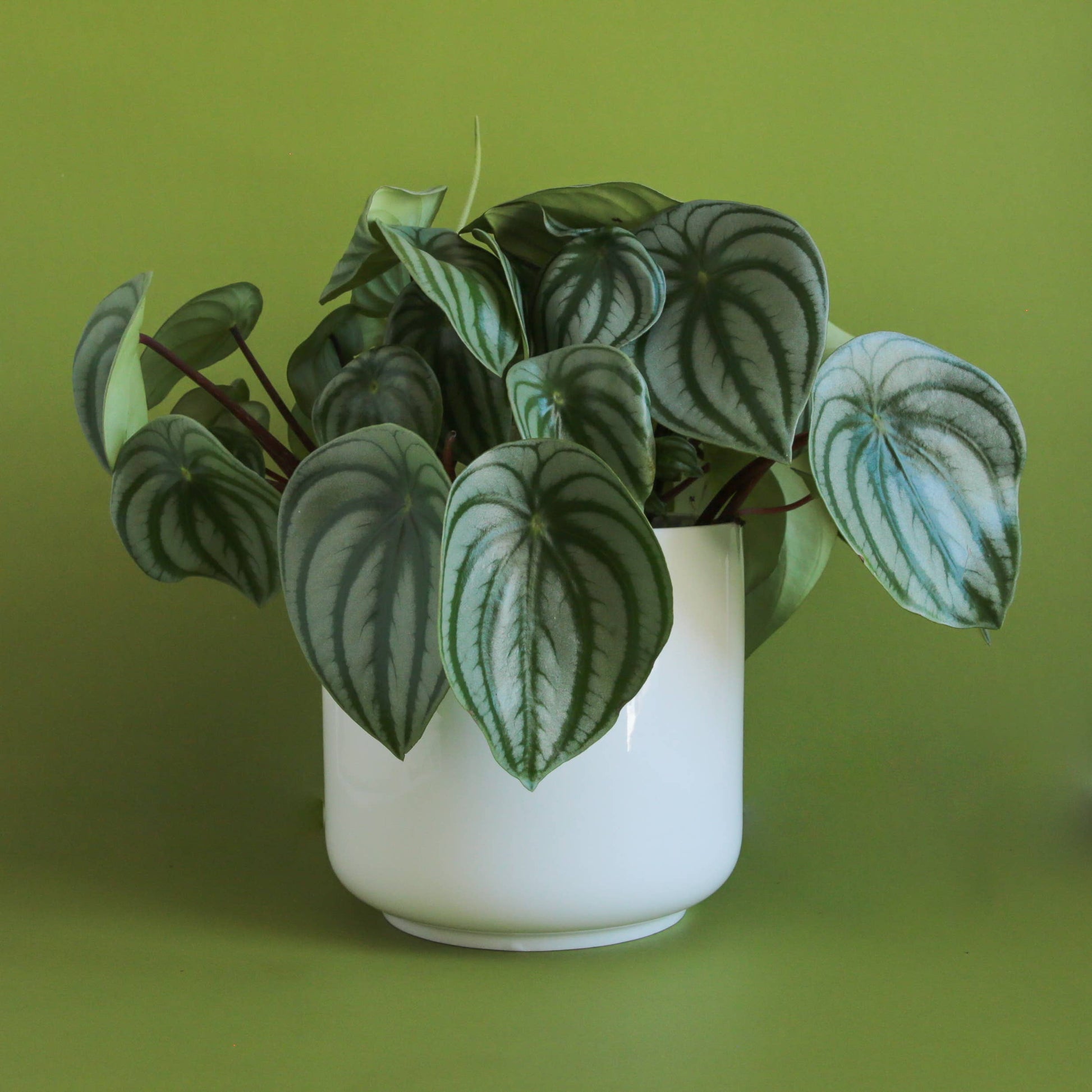 charlie plant pot Charlie Pot – Botanica