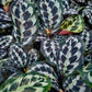 4" Calathea Helen Kennedy