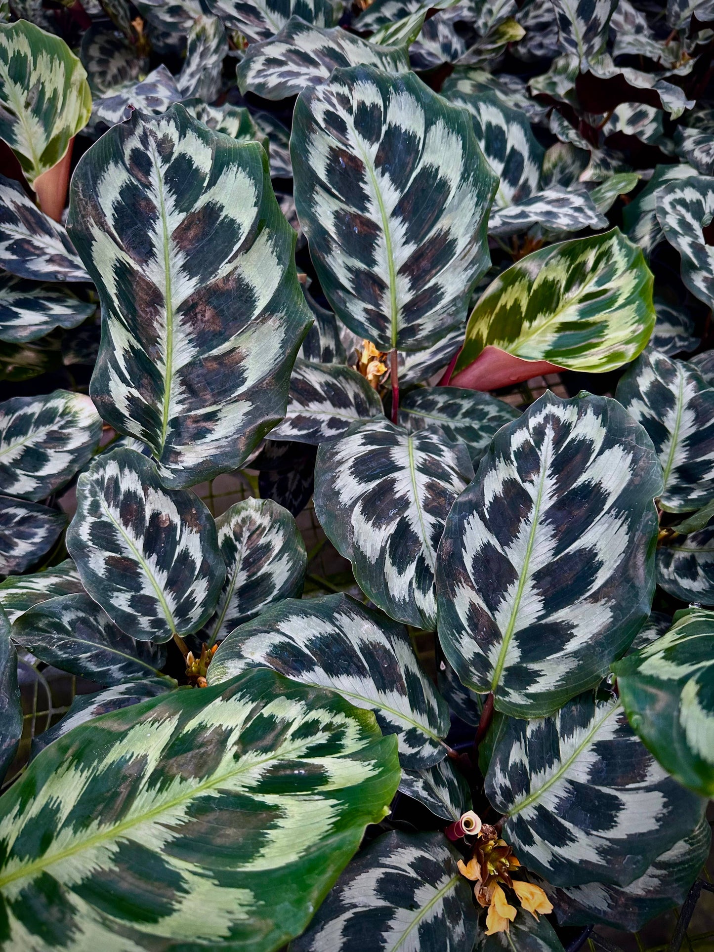 4" Calathea Helen Kennedy